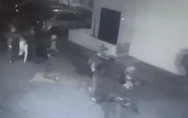 מעצר בכיר חיזבאללה (צילום: מסך)