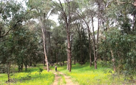 שביל השרון – יער קדימה (צילום: צרים בן דוב)