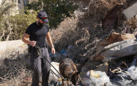 פעילות כוחות המשטרה ביישוב ערערה בנגב  (צילום: דוברות המשטרה)