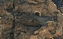 "הסנה הבוער" בנגב (צילום: ליאור שווימר, רשות הטבע והגנים)