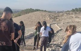 יער להב (צילום: פולה כהן, קק״ל)
