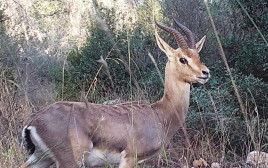 צבי ארץ-ישראלי (צילום: אורי שגב, באמצעות מצלמת שביל)