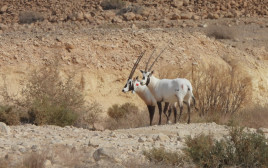 הראמים שהושבו לטבע (צילום: ניצן שגב רשות הטבע והגנים)