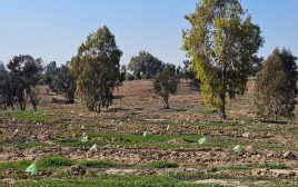 יער "חרבות ברזל"  (צילום: מלי שמואלי קק"ל)