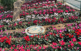 רמת גן פורחת (צילום: דוברות העירייה)