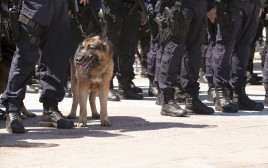 משטרה (צילום: אינגאימג')