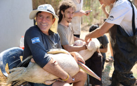 משדור שקנאים  (צילום: שי אייזקס, רשות הטבע והגנים )