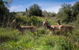 יחמורים שבים אל הטבע  (צילום: מתן שרון)