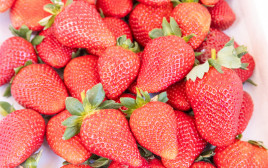 תותים (צילום: יוסי אלוני, פלאש 90)