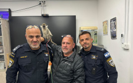 הקוף שנתפס בנגב במעמד ההעברה לרשות הטבע והגנים (צילום: דוברות המשטרה)