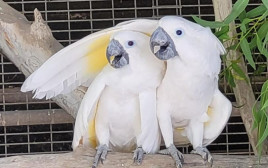קקדו אמברלה, ראיין ויאגו (צילום: ענבל נימרי)