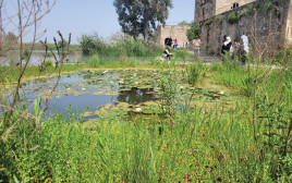 שמורת הטבע עין אפק (צילום: תמר עבדת, רשות הטבע והגנים)