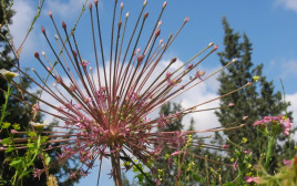שום הגלגל (צילום: באדיבות רמת הנדיב)