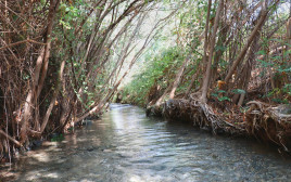 השביל הרטוב (צילום: אורן גבאי גולן)