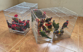 תוכים יקרי ערך (צילום: דוברות המשטרה)