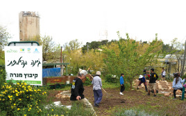 מתנדבים בקיבוץ מנרה (צילום: אייל מרגולין פלאש 90)