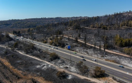 תיעוד היערות השרופים בירושלים לאחר שריפות הענק (צילום: שלומי אמסלם, ארכיון הצילומים של קק״ל)