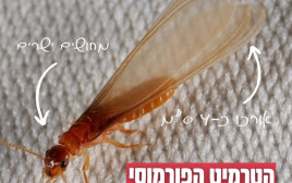 הטרמיט הפורמוסי (צילום: המשרד להגנת הסביבה)