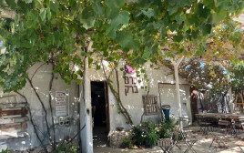 כרם ברק (צילום: ילום ענבל אוזן)