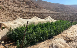 חוות גידול סמים שהמשטרה תפסה (צילום: דוברות המשטרה)