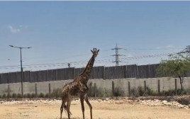 ג'ירף חדש במדבריום (צילום: מורן לוי)