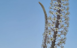 חצבים פורחים בשיא גל החום (צילום: החברה להגנת הטבע)