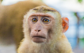 קוף. הבטחה לראיה איכותית מהעין האנושית (צילום: www.ingimage.com)