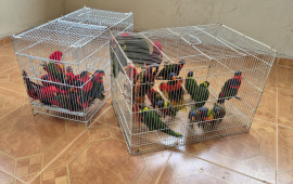 תוכים יקרי ערך (צילום: דוברות המשטרה)
