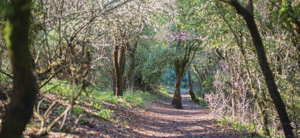 שביל הפסגה (צילום: דרור ארצי)