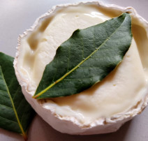 גבינה חוות הנוקד (צילום: חוות הנוקד)