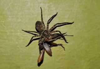 עכביש ארסי (צילום: אינג'אימג')