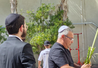 מבצע לולב (צילום: חב"ד)