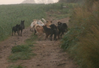 כלבים משוטטים (צילום: יובל הדני)