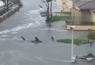 הוריקן "מליסה" בג'מייקה - כריש שוחה ברחוב (צילום: צילום מסך, רשת X)