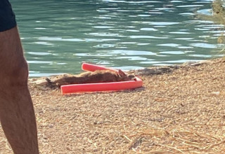 התן שנמשה מהמים (צילום: שימוש לפי סעיף 27א')