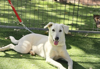 עמותת בשביל בעלי החיים ביום אימוץ מיוחד לכלבים מהסגרי הדרום (צילום: יחצ)