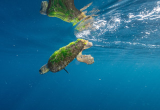 צב ים חום קטוע גפה, מול חופי שבי ציון (צילום: מירון שגב, מתנדב רשות הטבע והגנים)