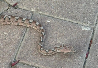 נחש בטבריה (צילום:  דיירי הבניין)