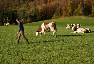 פרות בשווייץ (צילום: צילום מסך ניו יורק טיימס)