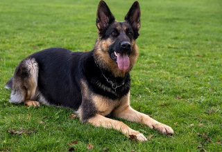 רועה גרמני (צילום: Gettyimages)