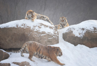 הטיגריס הסיבירי (צילום: STR/AFP via Getty Images)