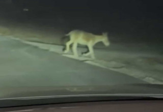 חמור בכביש (צילום: שימוש לפי סעיף 27א')