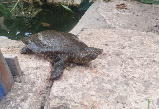 סכנת הכחדה - צבים רכים (צילום:  ארז ארליכמן, רשות הטבע והגנים)