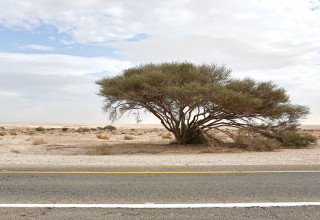 הערבה (צילום: נתי שוחט, פלאש 90)
