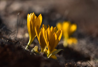 חלמוניות בגוש עציון (צילום: ישיב גלר)