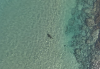 כריש בחוף בחדרה (צילום: גיא לויאן, רשות הטבע והגנים)