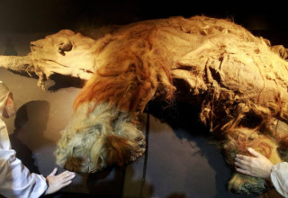 ממותה קפואה. שרידי פרווה קדומה (צילום: רויטרס)