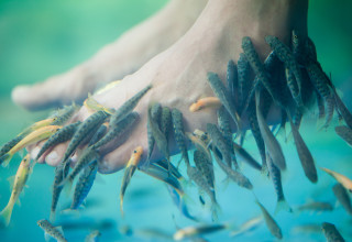 פדיקור דגים (צילום: שאטרסטוק)