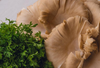 תלפיות - מרק קרם פטריות בתוך פחזנייה (צילום: משה לוין)