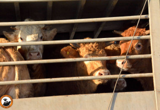 משלוחים חיים בחיפה (צילום: ישראל נגד משלוחים חיים)